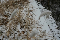 2014年的第一场雪，比2013来的晚一些